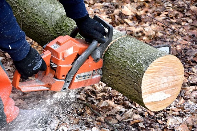 Wycinka drzew inwazyjnych — klon jesionolistny i robinia akacjowa