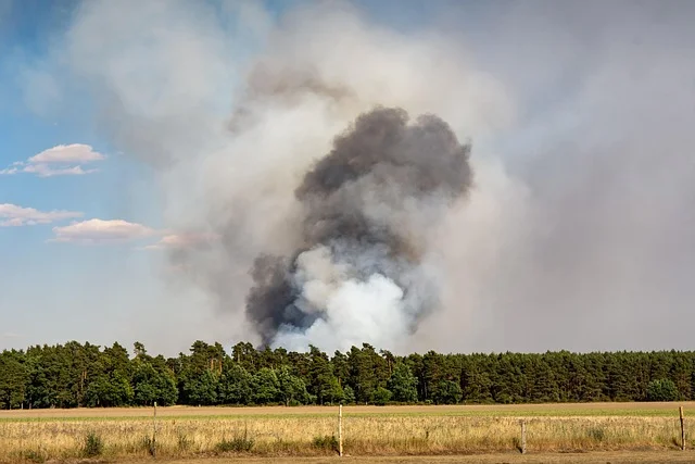 Drzewa jako zagrożenie pożarowe latem - jak ocenić ryzyko i co zrobić z suchymi gałęziami