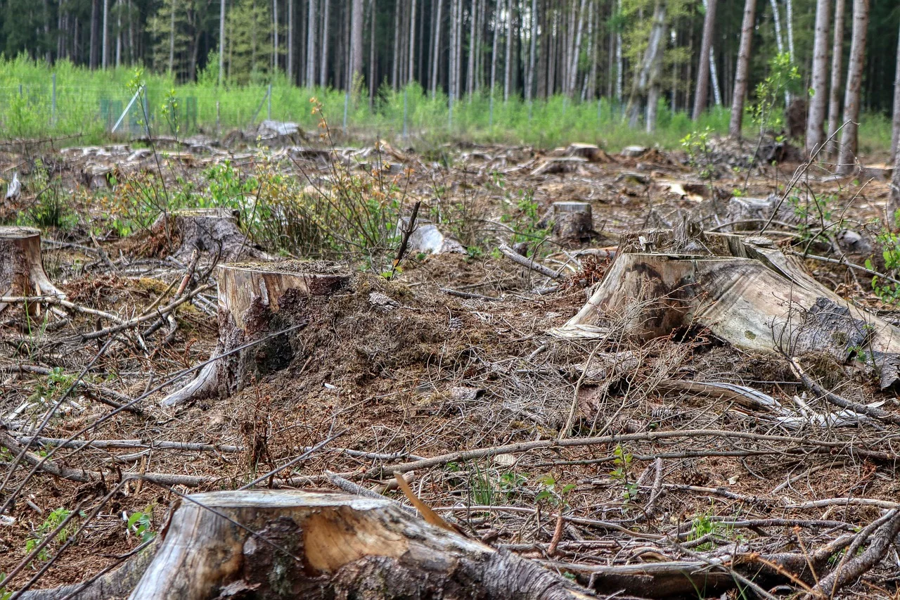 Arborysta ocenia stan drzewa przed selektywną wycinką w lesie mieszanym – ochrona bioróżnorodności