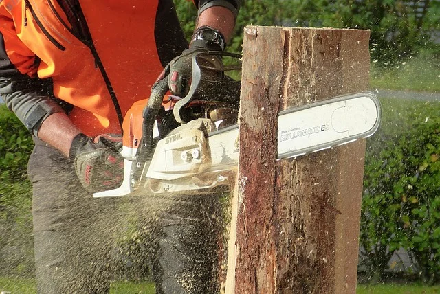 Arborysta formujący koronę drzewa wiosną