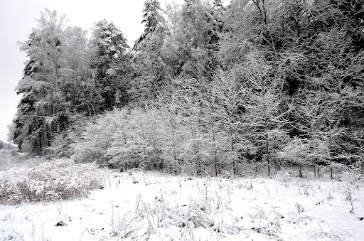 Grzyby w Grudniu? Tak, to Możliwe! Co Znajdziesz w Lesie Zimą