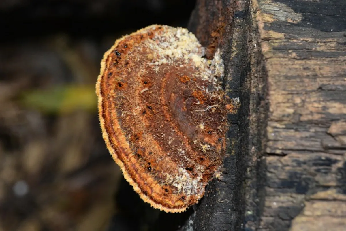 Huby i grzyby na pniu drzewa - oznaka choroby czy naturalny element lasu