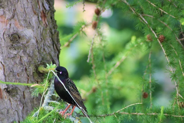 Inspekcja drzewa przed wycinką w poszukiwaniu gniazd ptaków