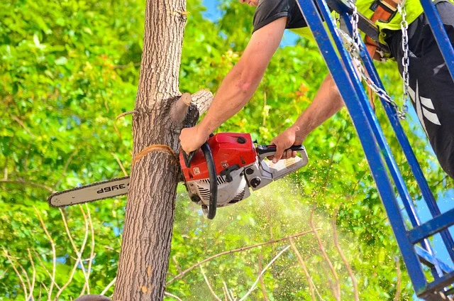 Arborystyczna wycinka drzewa — praca w koronie na linie
