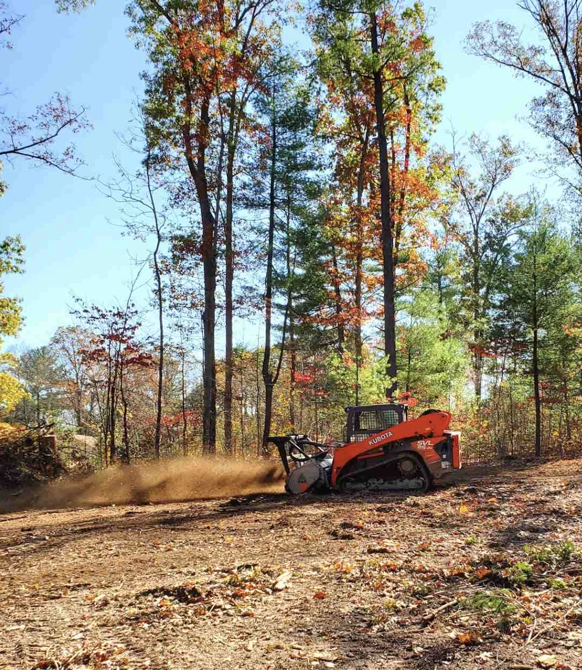 Arborista oceniający stan niebezpiecznego drzewa na posesji