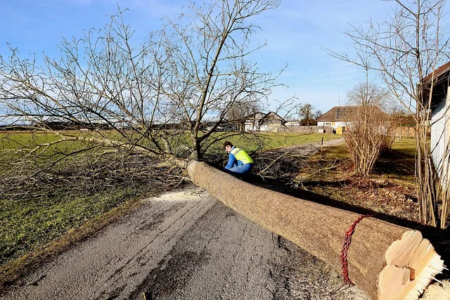 Korzenie drzewa unoszące chodnik — problem infrastrukturalny