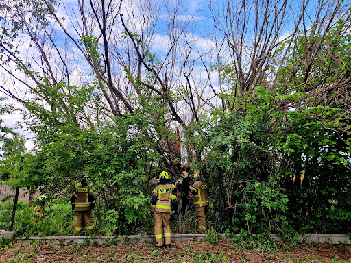 Niebezpieczne Drzewo Na Działce - bezpieczna wycinka drzew