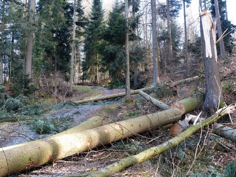 Pilarz usuwający powalone drzewo po wichurze przy użyciu piły