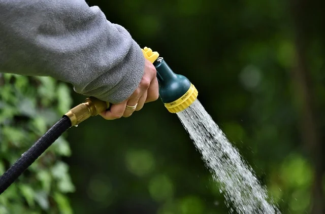 Podlewanie drzewa wężem ogrodowym podczas letniej suszy