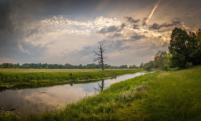 Arborysta przy drzewie z pilarką, ocena stanu zdrowotnego drzewa