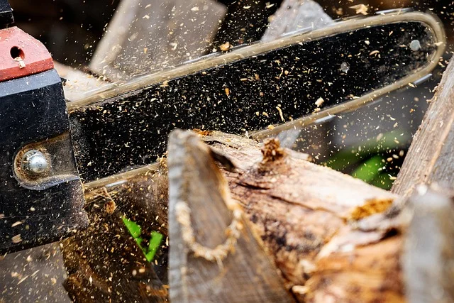 Arborysta oceniający stan dużego drzewa liściastego wiosną