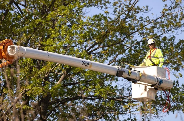 Arborysta przy pielęgnacji drzewa w pełni lata, ulistniona korona
