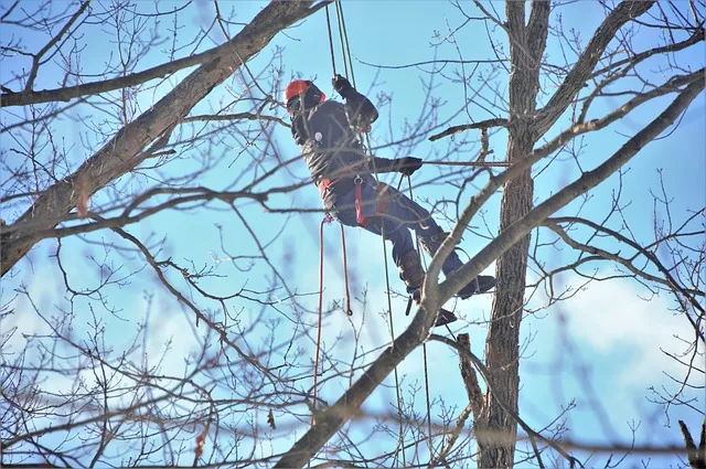 Arborysta zawieszony na linach podczas wycinki drzewa techniką alpinistyczną