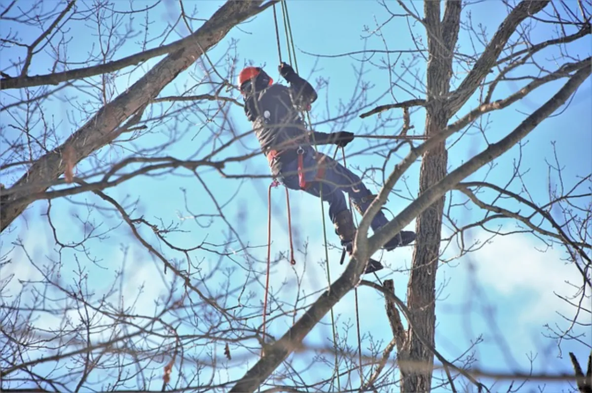 Arborysta w uprzęży pielęgnujący koronę drzewa późnym latem