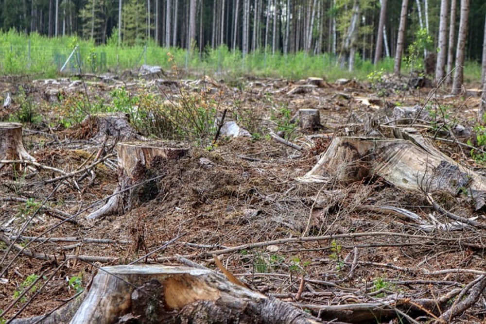 Praca pilarką przy pielęgnacji drzewa w lesie pod koniec lata