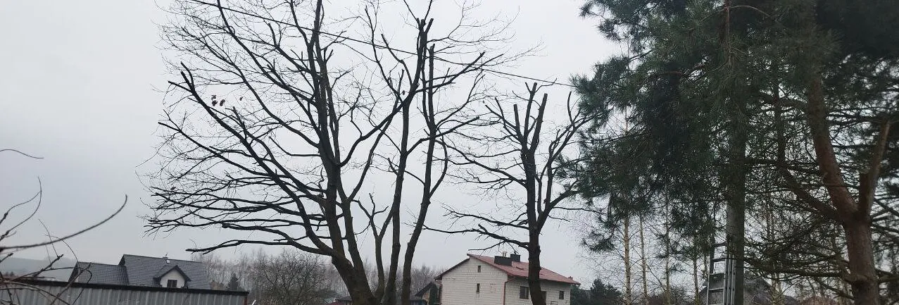 Wycinka w pobliżu linii energetycznych: wymagania, zgody, dobre praktyki