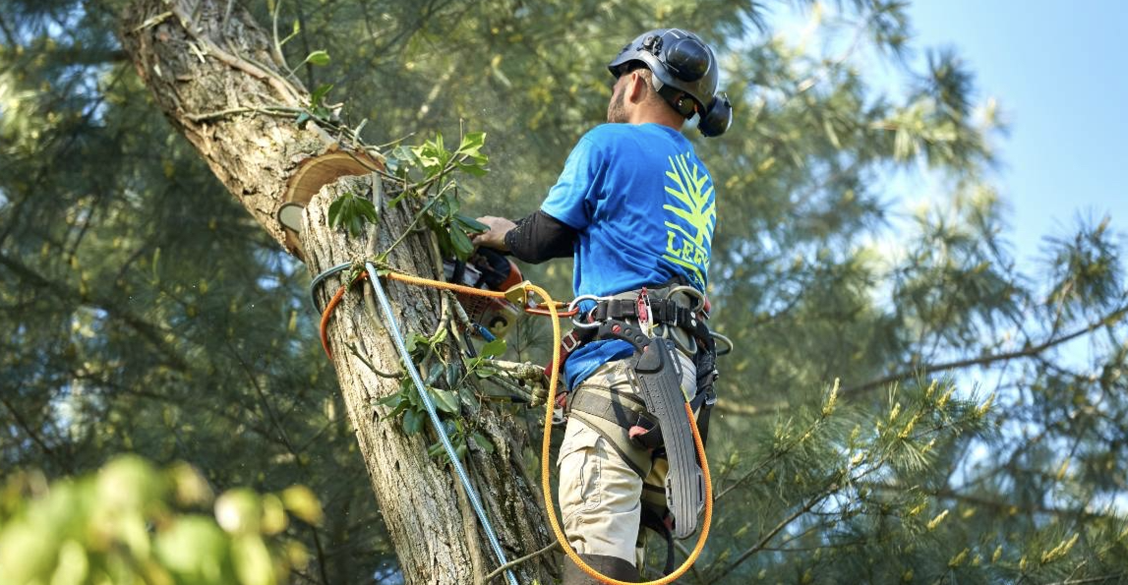 Sterowane opuszczanie sekcji drzewa
